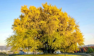 Cây bạch quả 800 năm thu hút hàng nghìn khách tham quan mỗi ngày