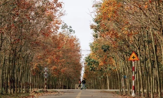 Rừng cao su cách TP.HCM 70km vào mùa thay lá, du khách mê mẩn check-in ngày cận Tết