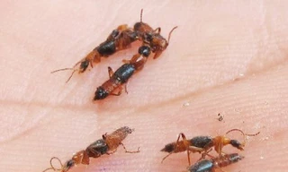 Kiến tấn công hàng trăm người tại Huế