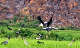 Ảnh minh họa. Nguồn: Internet