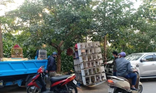 Phố Hà Nội mới nâng cấp biến thành chợ chim cảnh