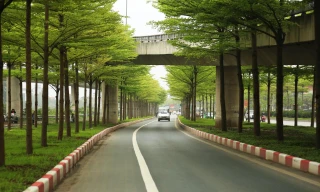 Ngắm những hàng bàng lá nhỏ thẳng tắp, xanh mơn mởn đẹp 'tựa châu Âu'