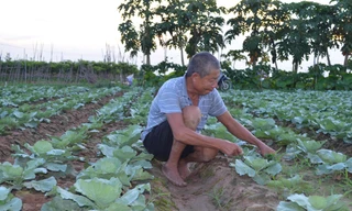 Nông dân ngoại thành Hà Nội phấn khởi ra đồng sau nới lỏng giãn cách