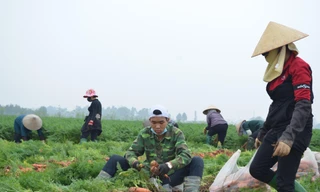 Rộn ràng mùa thu hoạch cà rốt trên bãi bồi rộng 800ha ở Bắc Ninh