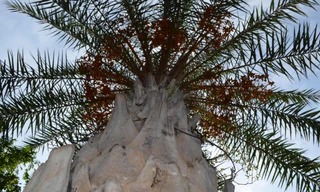 Mướt mắt với hàng cây chà là tỏa bóng mát dưới nắng hè Hà Nội