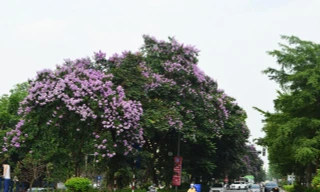 Ngắm hoa bằng lăng mộng mơ 'nhuộm tím' đường phố Hà Nội