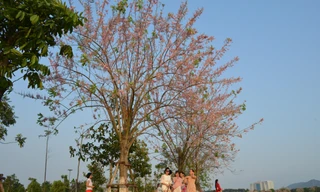 Ngắm 'rừng' đỗ mai hồng rực, đẹp hút hồn thu hút giới trẻ ở Bắc Ninh 