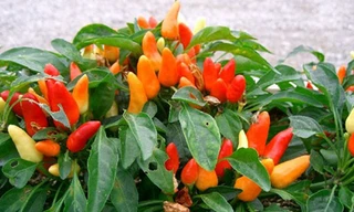 Cây cối cũng có tai?