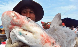 Làng săn cá mập