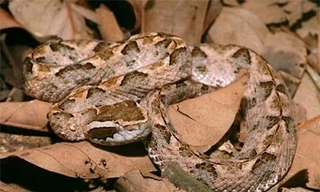 Tin thầy lang, người đàn ông mất chân khi bị rắn cắn