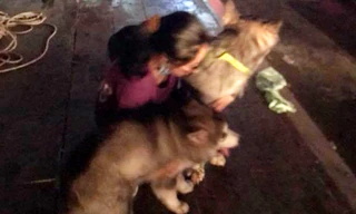 Cô gái cùng 2 chú chó cưng may mắn thoát khỏi đám cháy