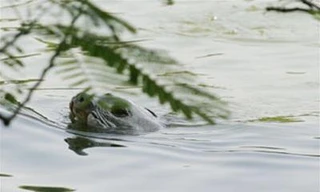 Sẽ gắn thiết bị định vị cho 'cụ' rùa