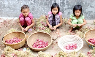Vàng ở đảo giấu vàng