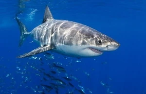 Cá mập trắng cũng có kỳ nghỉ đông