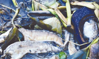 Bàng hoàng cá chết trắng sông Ảnh: T.H