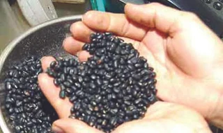 Nhiều người nhập viện vì nuốt đậu đen