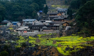 Hoa cải nhuộm vàng núi đá Hà Giang