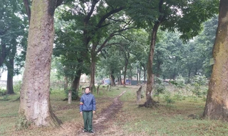 Khám phá rừng lim độc đáo, hơn nghìn năm tuổi tại Hà Nội