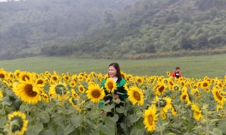 Du khách đến tham quan, chụp ảnh tại cánh đồng hoa Hướng dương