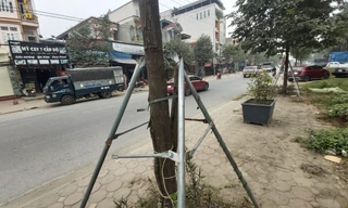 Hàng loạt cọc chống cây xanh trên tỉnh lộ 419 bị hư hỏng nặng nề