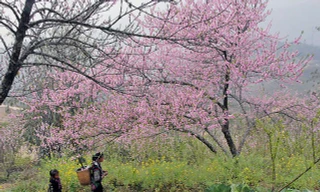 Dân buôn bỏ cuộc, người vùng cao lo mất Tết vì đào rừng khó về xuôi