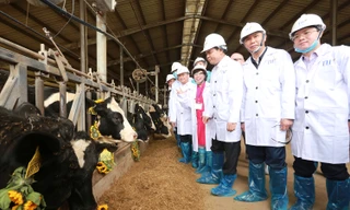 Đoàn công tác của Bộ NN&PTNT thăm đàn bò sữa cao sản thuần chủng của Tập đoàn TH