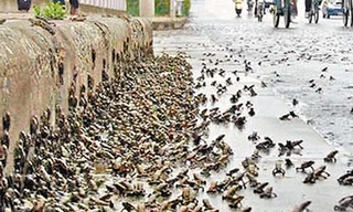 Giải mã giác quan thứ sáu của động vật