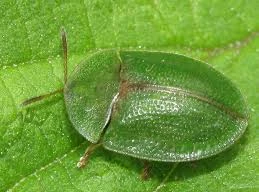 Cách sex kỳ lạ của loài bọ có dương vật dài hơn cơ thể