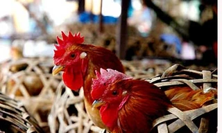 Lạng Sơn: Chậm phát hiện dịch cúm gia cầm