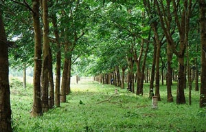 Dụ cháu vào rừng sống như vợ chồng