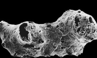 Phát hiện động vật cổ xưa nhất Trái đất