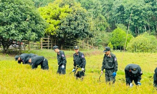 Tuổi trẻ Công an Điện Biên thu hoạch lúa giúp người dân giữa trời nắng nóng