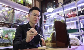 Giới trẻ đam mê thú chơi mới độc đáo tiểu cảnh trong bình 