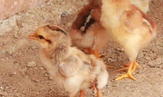 Hiếu kỳ xem gà con mới nở có 4 chân