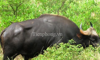 Cận cảnh khống chế bò tót trong khuôn viên sân bay