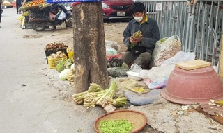 F0 tăng kỷ lục ở Hà Nội, chanh, sả, gừng lá xông cùng 'cháy hàng'
