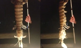 Con tôm tích khổng lồ. Ảnh: Gizmodo