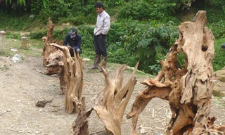 Những gốc cây này được bày bán ngay trên đường để bán cho du khách lên Sapa du lịch.
