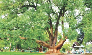 Cặp long não trên 80 tuổi thành cây di sản Việt Nam