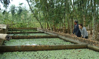 Bể nuôi lươn, ếch bên cạnh vườn tre của ông Sơn