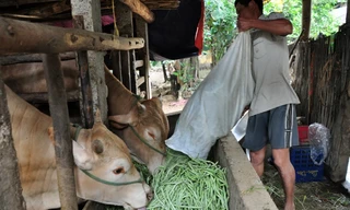 Một nông dân đang đổ đậu cô ve cho bò ăn vì giá rẻ như bèo. Ảnh: Phú Đức