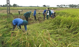 Thanh niên Thanh Hóa giúp dân gặt lúa tránh mưa lũ