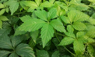 Sản phẩm viên Giảo cổ lam và do GS.TS. Phạm Thanh Kỳ nghiên cứu và chuyển giao sản xuất tại Việt Nam vừa được Viện hoá Quốc gia hoàn thiện quy trình chiết xuất và tìm ra chất adenosin. Nguyên liệu được thu hái trực tiếp trên những vùng núi cao hoang dã củ