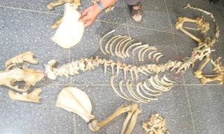 Xương hổ. Ảnh minh họa.