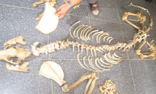 Xương hổ. Ảnh minh họa.
