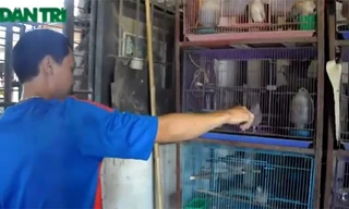 Kỳ công nghề “luyện thanh” chim cu gáy thu nhập 60 triệu đồng/tháng