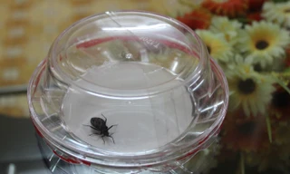 Con bọ xít cái được phát hiện tại nhà ông Quang ở đường Vương Thừa Vũ, Thanh Xuân, Hà Nội. Ảnh: Nguyễn Hoài