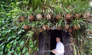 Người Hà Nội chi tiền tỷ phủ cây xanh kín nhà