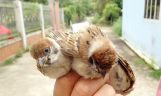 Tận diệt chim sẻ vì tin đồn 'chữa bá bệnh'