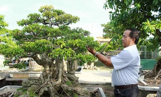 Vườn cây ‘để đời’ của trung tướng về hưu xứ Nghệ